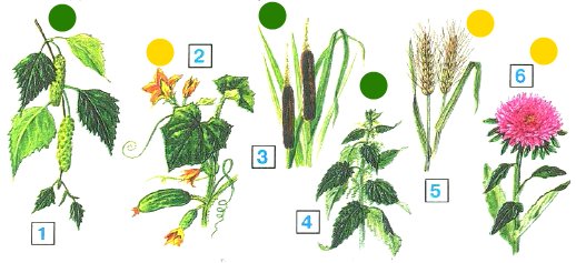 Прядильные культурные растения- примеры, список, названия, фото культур
